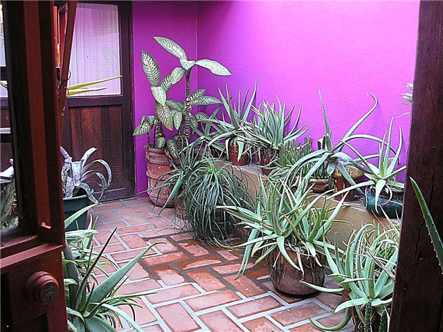 Jardim interno do átrio: Que plantas fazem bem em um átrio
