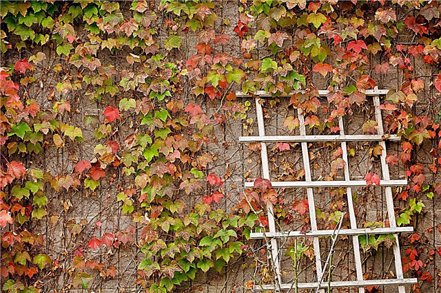 Boston Ivy On Walls: Will Boston Ivy poškodí steny viniča
