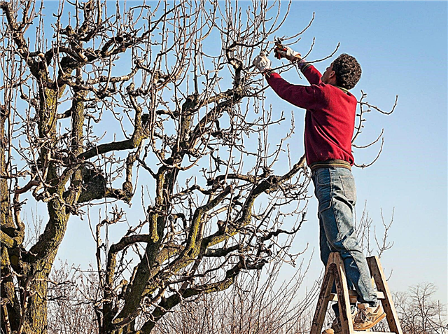 Răsturnarea baldachinului: sfaturi pentru subțierea copertinelor din copaci