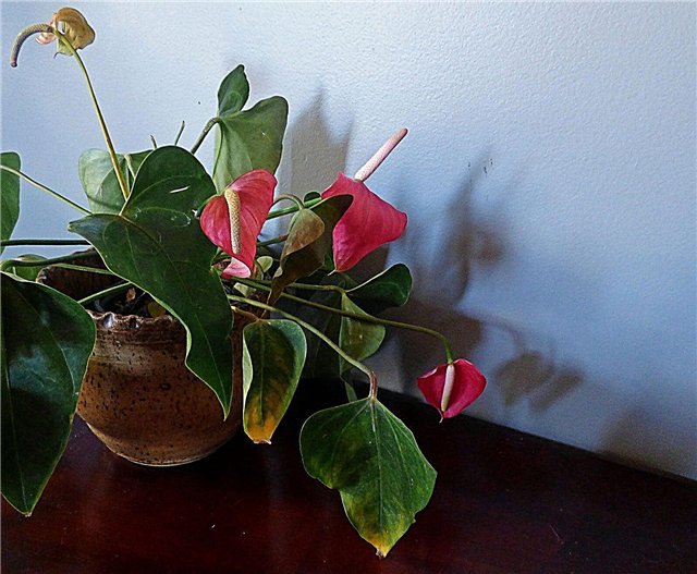 ¿Por qué es mi Anthurium Droopy: Cómo arreglar un Anthurium con hojas caídas
