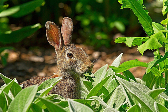 Plantas Os coelhos não gostam: Plantas comuns à prova de coelho