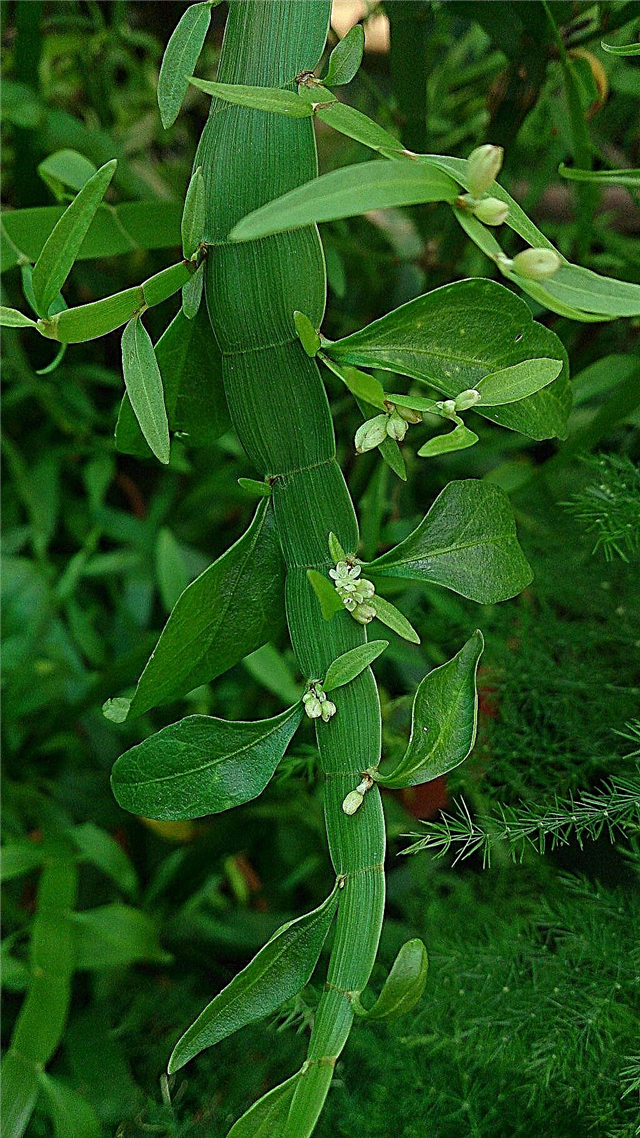 Lintwormplantverzorging - Hoe een lintwormplant te laten groeien
