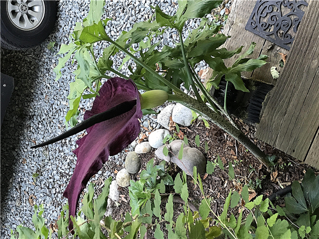 ¿Qué es una flor de Dragon Arum: consejos sobre el cultivo de Dragon Arums