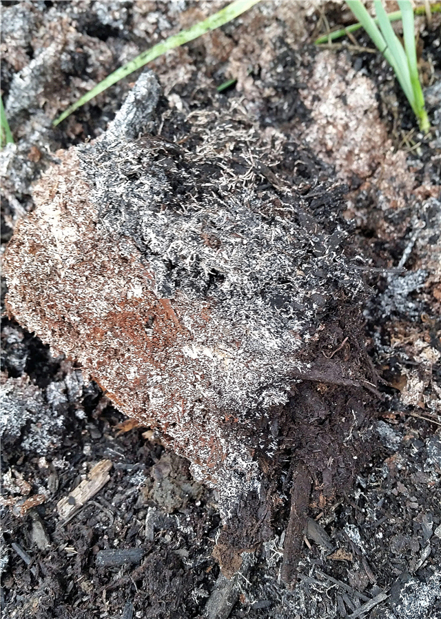 Gemeiner Mulchpilz: Verursacht Mulch Pilz und kann er behandelt werden?