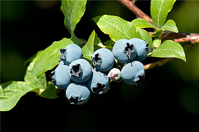 Φύτευση σπόρων Blueberry: Συμβουλές για την καλλιέργεια σπόρων Blueberry