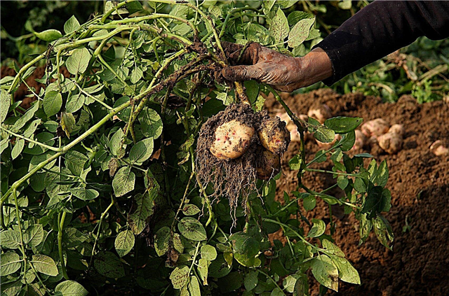 Kompostování brambor: Můžete přidat bramborové vrcholy ke kompostování