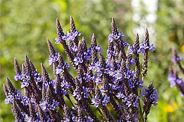 Cultivo de verbena azul: consejos para cultivar plantas de verbena azul