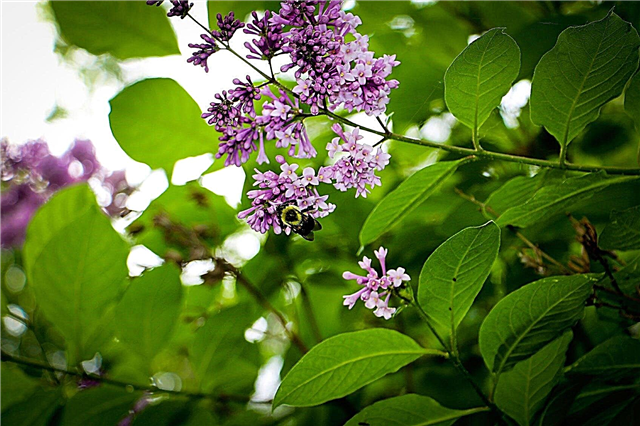 Propagation des buissons de lilas: cultiver le lilas à partir de boutures