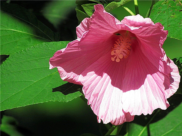 Información de la planta de hibisco de pantano: cómo cultivar hibisco de malva rosa