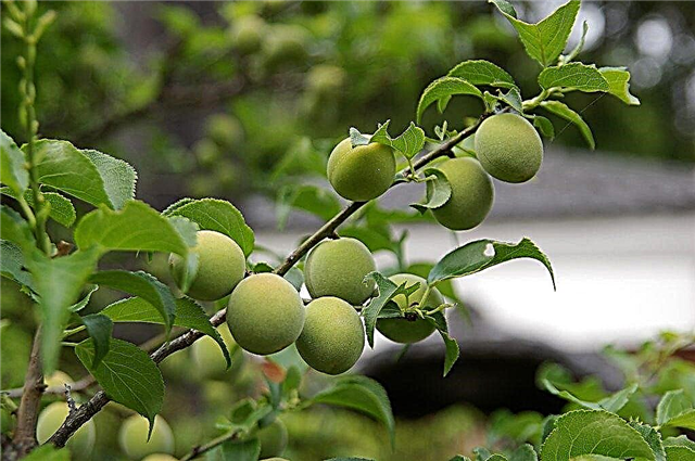Satsuma Plum Care: Aprenda sobre o cultivo da ameixa japonesa