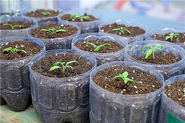 Baklažanų sėklų paruošimas: patarimai, kaip auginti baklažanų sėklas