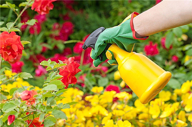 Cuándo aplicar pesticidas: consejos para usar pesticidas de manera segura