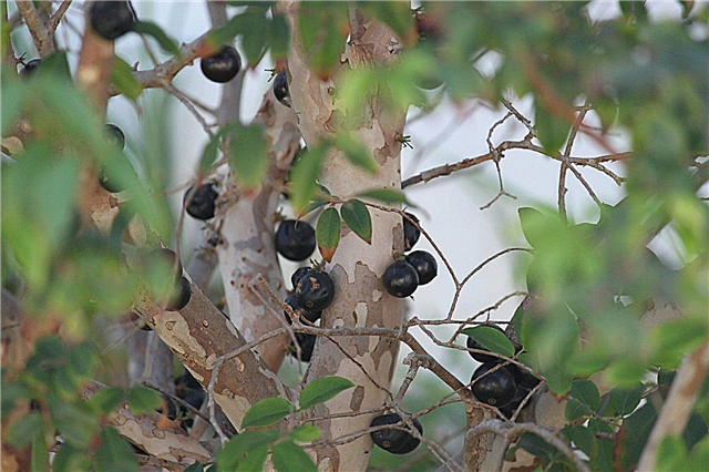 Jaboticaba-træpleje: Oplysninger om Jaboticaba-frugttræer