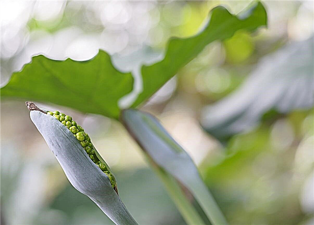 Vagens de sementes em plantas de orelha de elefante: as orelhas de elefante de Alocasia têm sementes