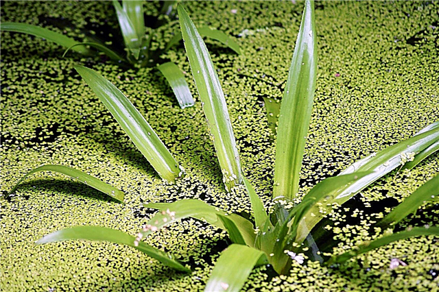 Contrôle des mauvaises herbes aquatiques: conseils pour contrôler les mauvaises herbes dans les jardins aquatiques