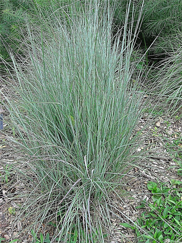 Little Bluestem Care: consejos para cultivar Little Bluestem Grass