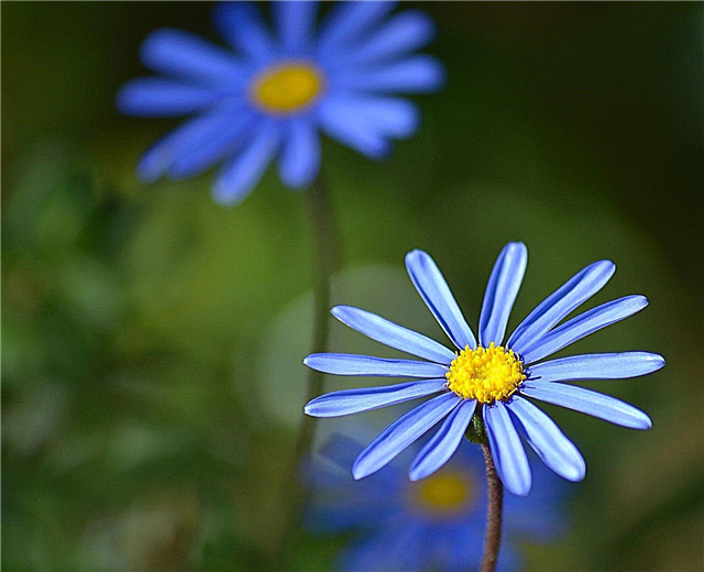Blue Daisy Plant Care: Tipps für den Anbau von Felicia Daisy Plants