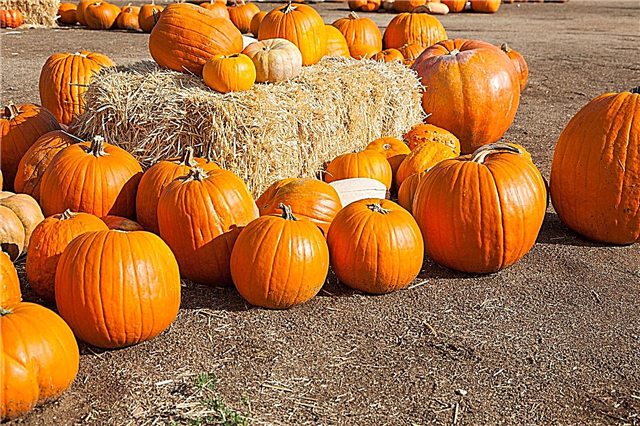 Halloween Pumpkins kiezen: tips voor het kiezen van de perfecte pompoen