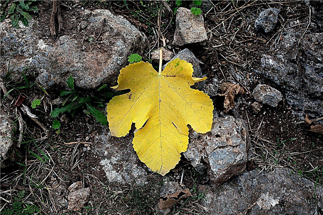 イチジクの木の葉の低下–イチジクの木が葉を失う理由
