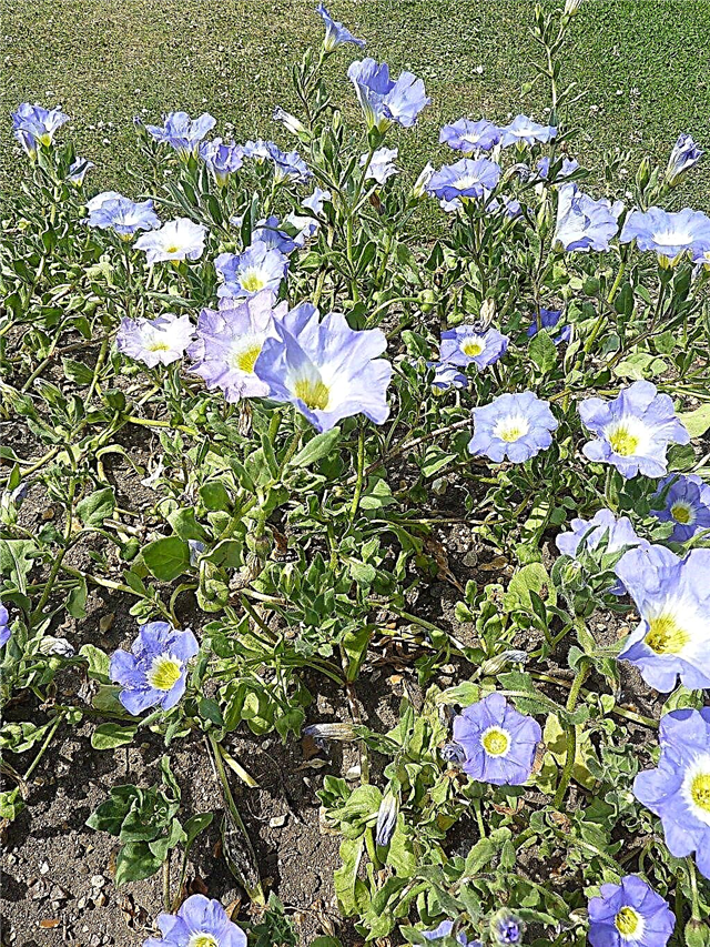 Nolana Čileanski cvetovi zvončki: Nasveti za gojenje cvetov Nolana Bell