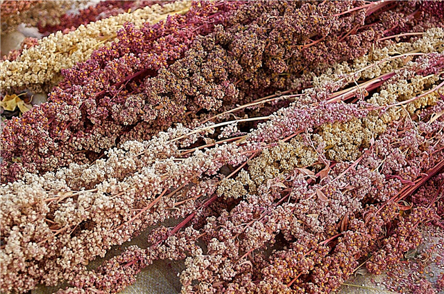 O que é Quinoa: Aprenda sobre os benefícios e cuidados com as plantas de quinoa