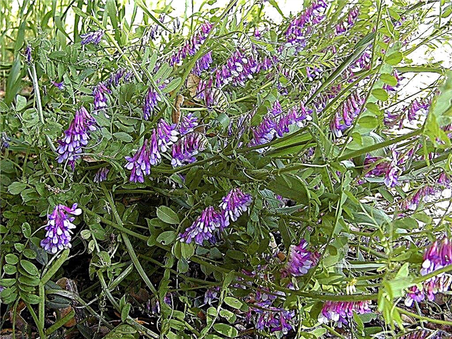 Capa de ervilhaca peluda Info de colheita: Benefícios da plantação de ervilhaca peluda no jardim