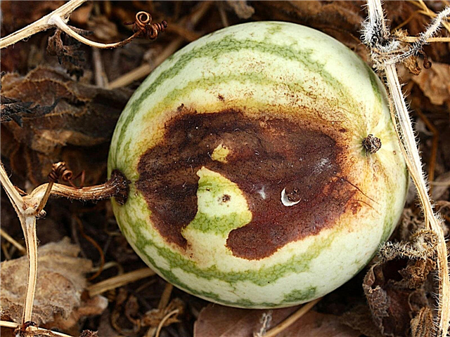 مكافحة أمراض البطيخ: كيفية علاج أمراض نبات البطيخ