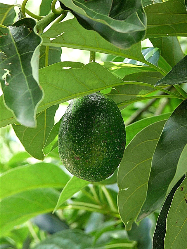 Опрашивање дрвета авокада: како укрштати дрво авокада