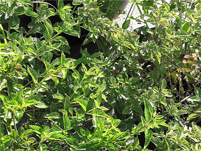 Lantana 식물에 꽃이없는 이유 : Lantana가 피지 않는 이유