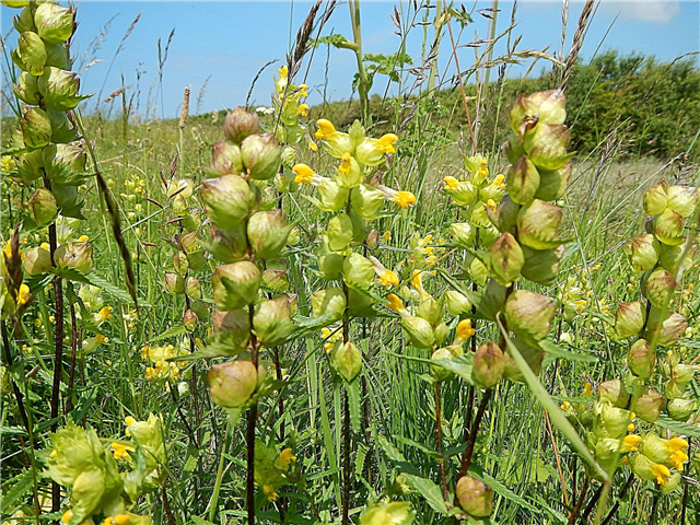 نباتات راتل صفراء: نصائح لإدارة حشرجة صفراء في المناظر الطبيعية
