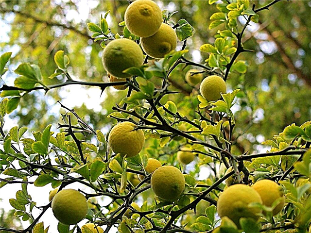 Trifoliate apelsini kasutusviisid: saate teavet lendava draakoni apelsinipuu kohta