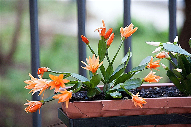 Christmas Cactus Cold Tolerance - How Cold Can Christmas Cactus Get Get Cold