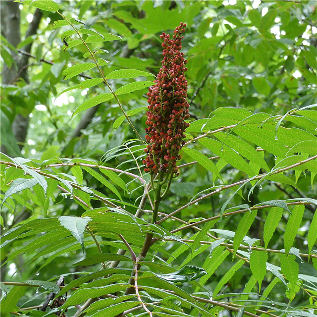 Informations sur l'arbre de sumac: En savoir plus sur les variétés de sumac communes pour les jardins