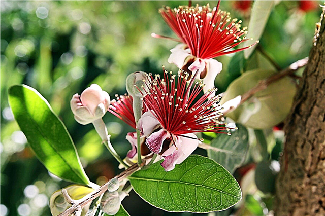 Feijoa Ananas Guave Info: Tipps zum Anbau von Feijoa Obstbäumen