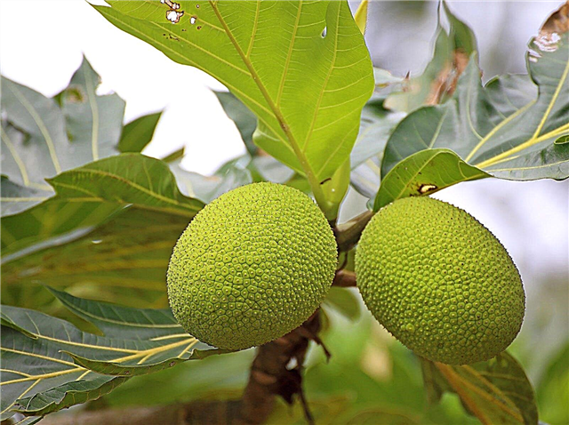 Breadfruit Ağacı Nedir: Breadfruit Ağacı Hakkında Bilgi Edinin