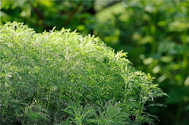 Wachsender Southernwood: Pflege und Verwendung für Southernwood Herb Plant