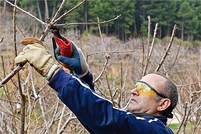 Подрязване на черешово дърво: как и кога да отрежете черешово дърво