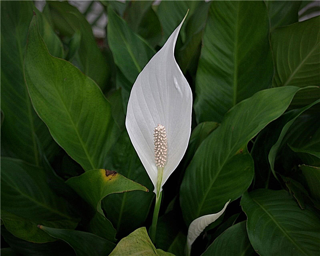 Peace Lily Not Blooming: Razones por las que un lirio de la paz nunca florece