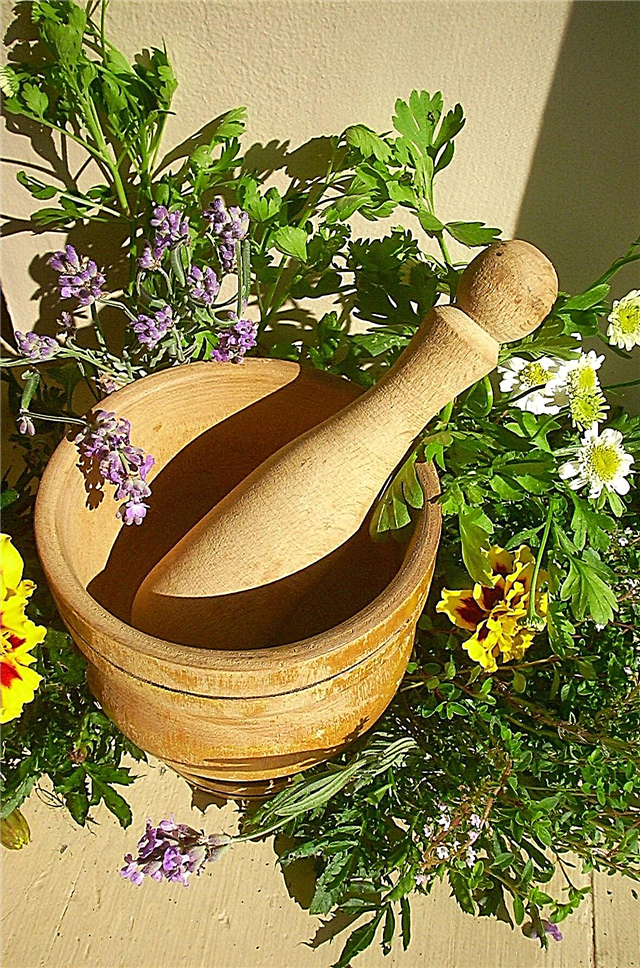 O que são plantas medicinais: Jardinagem com plantas medicinais de ervas