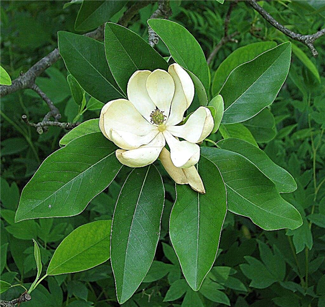 Sweetbay Magnolia Care: Vinkkejä Sweetbay Magnolias -kasvien kasvatukseen