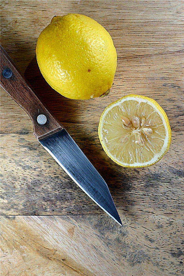 Opslag van citruszaden: tips voor het oogsten van zaden van citrusvruchten
