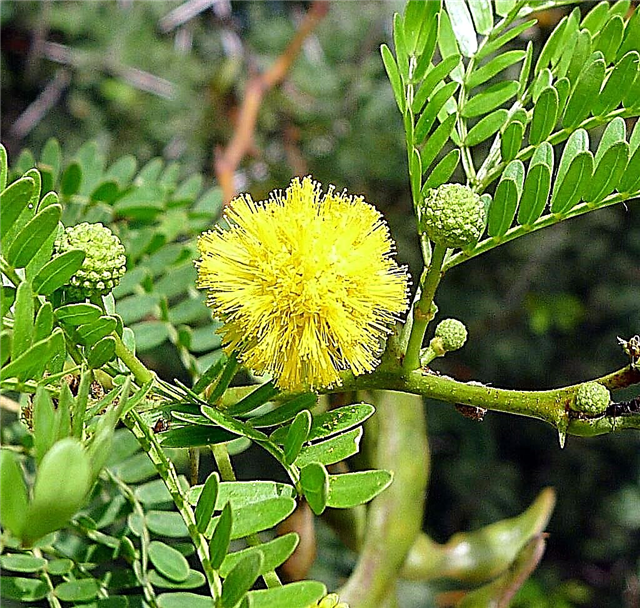 Sweet Thorn Information: Was ist ein Acacia Sweet Thorn Tree?