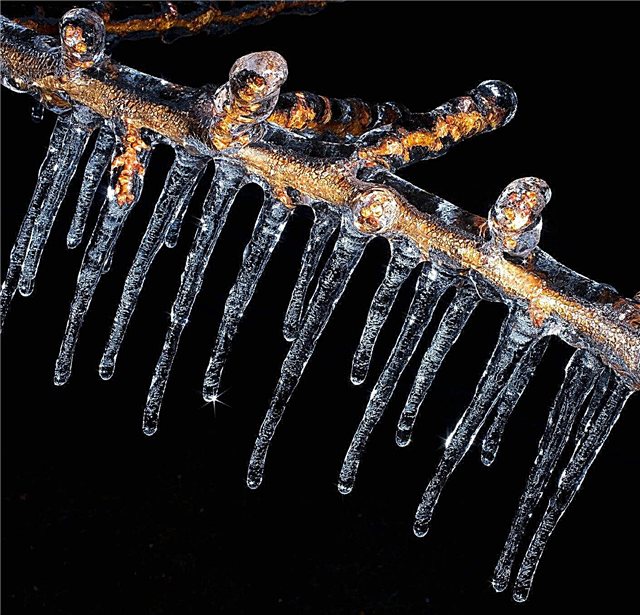 شجرة الخوخ الحماية الباردة: كيفية إعداد شجرة الخوخ لفصل الشتاء
