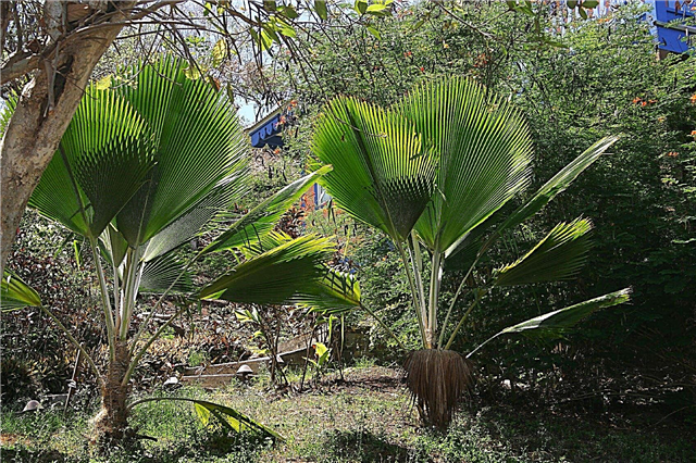 Palmujen hoito - vinkkejä palmujen istuttamiseen puutarhaan