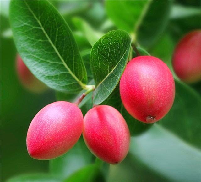 Arbustos crescentes de Carissa: Como crescer uma ameixa de Carissa Natal