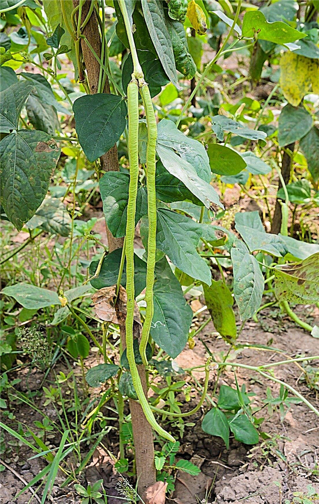 Haricots longs chinois: conseils pour cultiver des plants de haricots longs de jardin