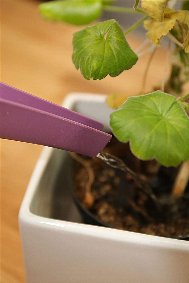 निर्जलित प्लॉट किए गए पौधे: एक अत्यधिक शुष्क कंटेनर संयंत्र को पानी देना