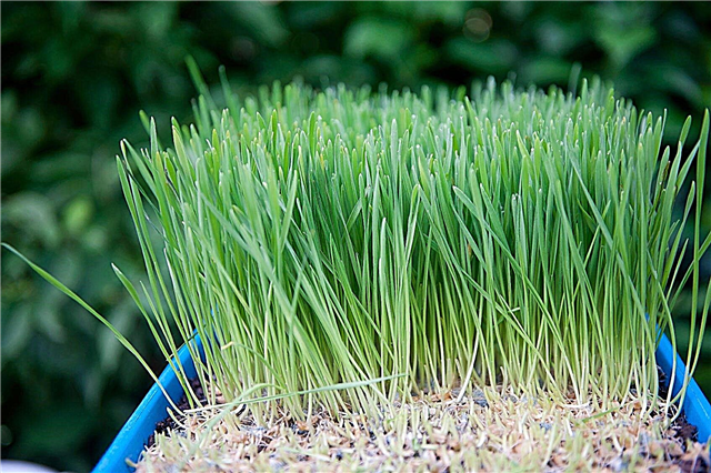 Pflege von Weizengras: Anbau von Weizengras in Innenräumen und im Garten