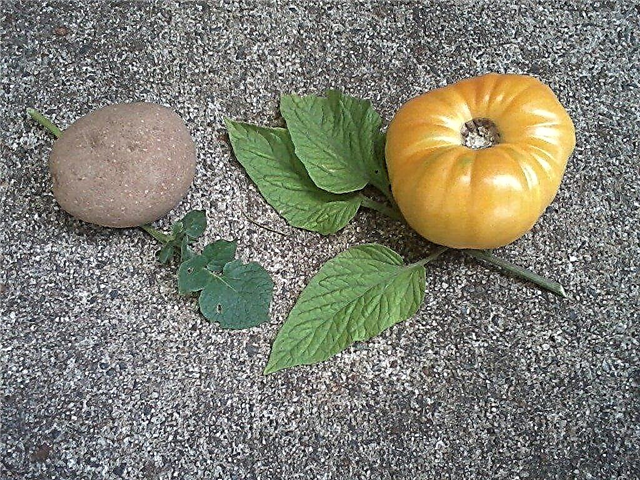 Vrste paradižnikovega lista: kaj je krompirjev list paradižnik