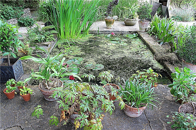 Plantas que les gusta estar en el agua: tipos de plantas que toleran las zonas húmedas